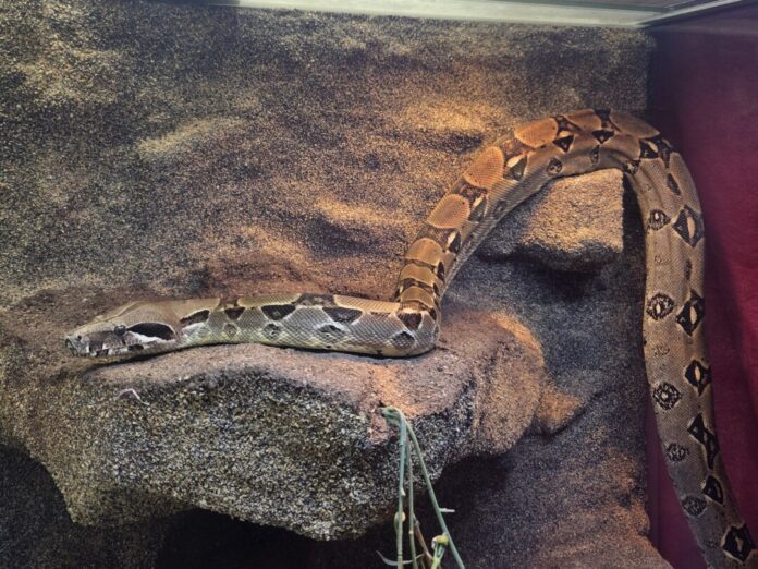 Würgeschlange im Krefelder Garten entdeckt Eine Boa constrictor ist in einem Garten in Krefeld gefunden worden.