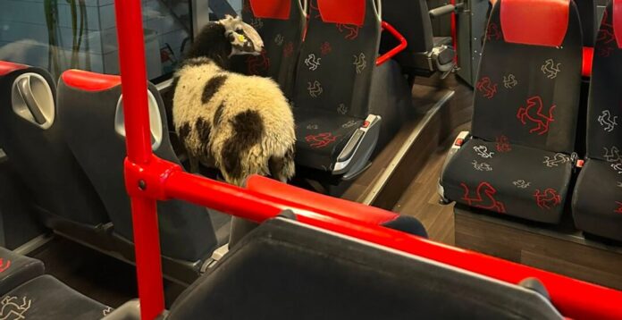 Schaf steigt in abgestellten Linienbus ein Das Schaf hatte es sich zwischen den Sitzes eines Vierers im Bus bequem gemacht.