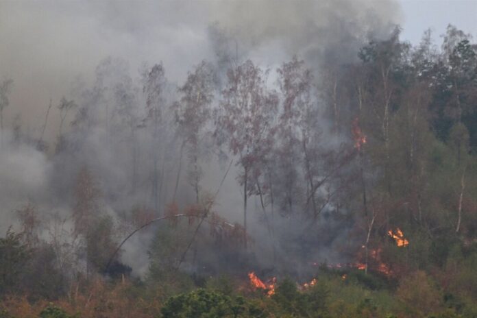 Waldbrand im Hürtgenwald Mehrere Hundert Hektar Waldfläche brennen.