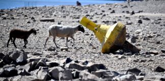Wildfische am Limit – Forelle bald teurer im Handel? Schafe gehen an eine gelbe Tonne vorbei, die bei niedrigem Wasserstand auf dem Rhein trockengefallen am Ufer liegt.