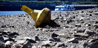 Pegelstände des Rheins fallen weiter – Rekordtief in Köln Eine gelbe Tonne liegt bei niedrigem Wasserstand des Rheins auf dem Trockenen.