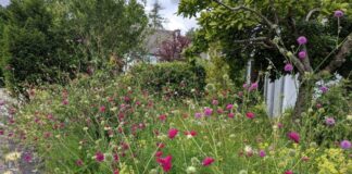 Endspurt bei „Ratingens bunte Vorgärten“ Blühende Vielfalt in Ratingen-Hösel: Dieser bunte Vorgarten bietet Lebensraum für Insekten und trägt zugleich zu einem angenehmeren Stadtklima bei. Foto: Einsendung aus dem Vorgartenprojekt