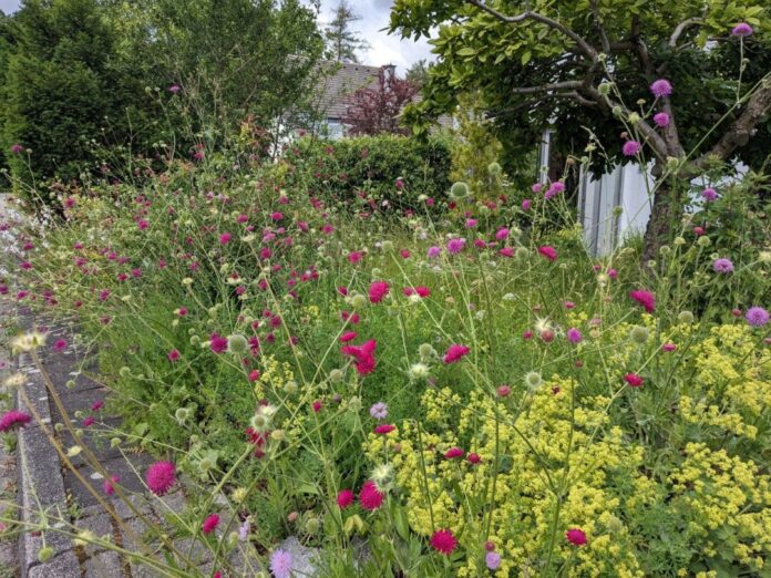 Blühende Vielfalt in Ratingen-Hösel: Dieser bunte Vorgarten bietet Lebensraum für Insekten und trägt zugleich zu einem angenehmeren Stadtklima bei. Foto: Einsendung aus dem Vorgartenprojekt Blühende Vielfalt in Ratingen-Hösel: Dieser bunte Vorgarten bietet Lebensraum für Insekten und trägt zugleich zu einem angenehmeren Stadtklima bei. Foto: Einsendung aus dem Vorgartenprojekt