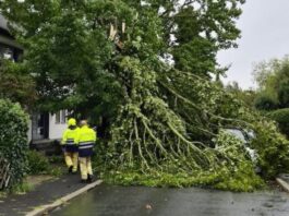 Unwetter trifft Ratingen. Feuerwehr mehrfach gefordert An mehreren Stellen im Stadtgebiet stürzten Bäume um. Foto: Feuerwehr Ratingen