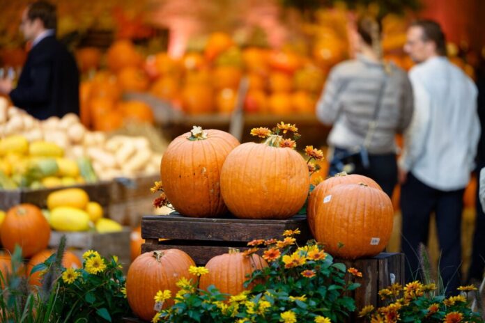 "Pumpkin Night" im Kürbispark des Bauernhofes Gertrudenhof Kürbis an Kürbis auf dem Gertrudenhof.