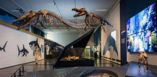 Ausstellung zeigt NRW als Heimat von Urzeit-Walen und Haien Eine neue Ausstellung nimmt Besucher mit auf eine Zeitreise in eine Epoche, als in NRW noch riesige Meeressäugetiere wie Wale oder Robben umherschwammen - Teile des Landes waren von einem flachen Meer bedeckt.