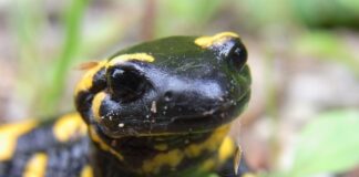 Feuersalamander: Jeder kann zum Schutz beitragen Der schwarz-gelbe Feuersalamander ist in Wäldern heimisch, aber dort lauern auch Gefahren. Foto: pixabay
