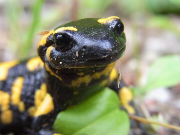 Der schwarz-gelbe Feuersalamander ist in Wäldern heimisch, aber dort lauern auch Gefahren. Foto: pixabay Der schwarz-gelbe Feuersalamander ist in Wäldern heimisch, aber dort lauern auch Gefahren. Foto: pixabay