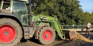 Landwirt verliert Zwiebeln auf Straße: Motorradfahrer stürzt Auf einer Strecke von 700 Metern hat ein Landwirt Zwiebeln auf einer Straße verloren.
