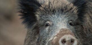 Wildschwein und Motorrad stoßen zusammen Das Wildschwein ist noch vor Ort verendet. (Symbolbild)