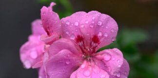 Wolken und Regen, aber mild Regentropfen auf der Blüte einer Pelargonie. Die nächste Woche bringt wechselhaftes Wetter.