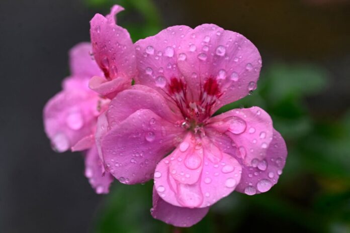 Wetter in Nordrhein-Westfalen Regentropfen auf der Blüte einer Pelargonie. Die nächste Woche bringt wechselhaftes Wetter.