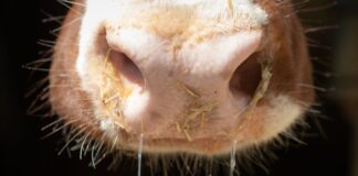 Shamonda-Virus bei Rindern in NRW nachgewiesen Bei Kühen in Nordrhein-Westfalen ist das sogenannte Shamonda-Virus nachgewiesen worden. Für Menschen ist es ungefährlich, bei den Tieren ist der Krankheitsverlauf meist milde. (Symbolbild)