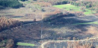 Ministerium: 339 Hektar im Hürtgenwald verbrannt Der Brand im Hürtgenwald in der Eifel war einer der größten in der Geschichte Nordrhein-Westfalens.