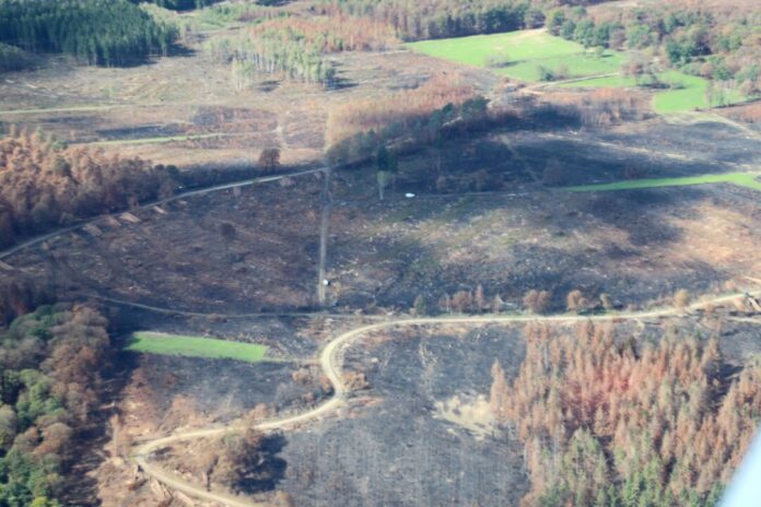 Zerstörung nach den Waldbränden im Hürtgenwald Der Brand im Hürtgenwald in der Eifel war einer der größten in der Geschichte Nordrhein-Westfalens.