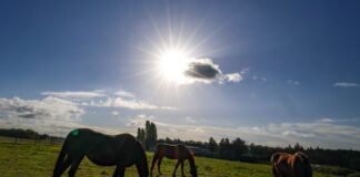 Heiteres Herbstwetter in Nordrhein-Westfalen Die Wetterexperten melden sonnige Aussichten für Donnerstag und Freitag. (Symbolbild)