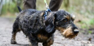 SPD fordert «Hundeführerschein» für neue Herrchen Ein Mann geht mit seinem Hund spazieren (Symbolfoto)