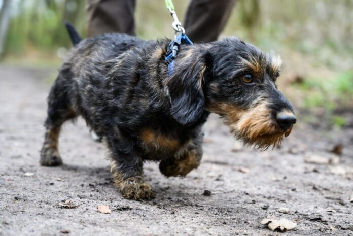 SPD fordert Hundeführerschein für alle Ein Mann geht mit seinem Hund spazieren (Symbolfoto)