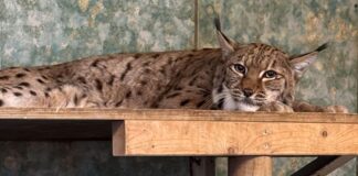 Tote Jungtiere im Zoo – Rückschlag für Luchs-Projekt in NRW Luchskatze Missy hat in diesem Jahr zweimal Nachwuchs bekommen. Die Jungtiere haben nicht überlebt. (Archivbild)