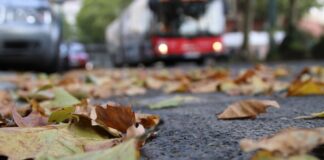 Laub fegen: Das gilt zum Start in den Herbst 2026 Laub muss nicht nur gefegt, sondern auch korrekt entsorgt werden. Foto: VZ NRW/adpic