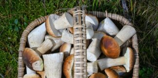 Pilzsammler haben bald gute Chancen auf volle Körbe Reiche Steinpilz-Ernte: Blick in den Korb eines Pilzsammlers aus dem Jahr 2024 in Brandenburg - ob so etwas auch in NRW klappt?