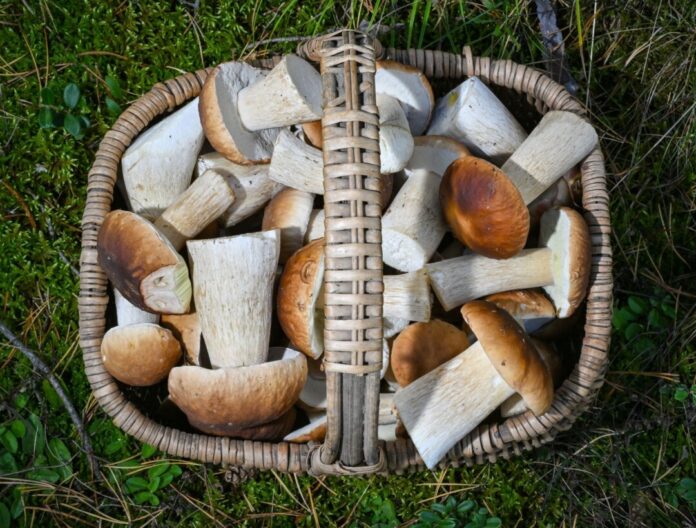 Ein Korb voller Steinpilze Reiche Steinpilz-Ernte: Blick in den Korb eines Pilzsammlers aus dem Jahr 2024 in Brandenburg - ob so etwas auch in NRW klappt?
