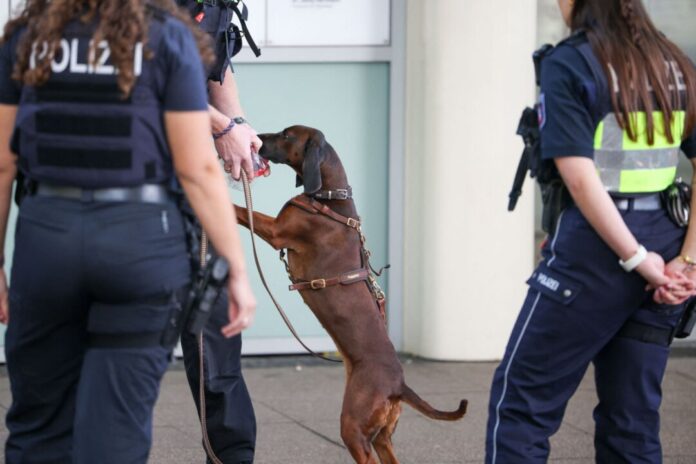 Befreiter Häftling und seine Helfer weiter verschwunden Der Mantrailer-Suchhund der Polizei riecht am Tatort in der Essener Innenstadt an einer Geruchsprobe.