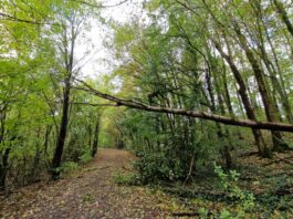 Sturm-Einsätze der Wülfrather Feuerwehr / S9 kollidierte mit umgestürztem Baum