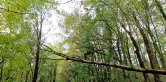 Sturm-Einsätze der Wülfrather Feuerwehr / S9 kollidierte mit umgestürztem Baum