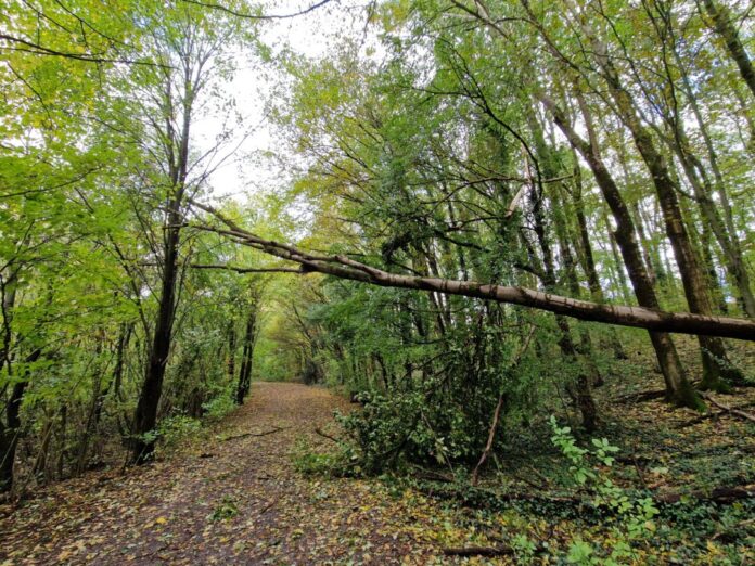 Baum am Wanderweg