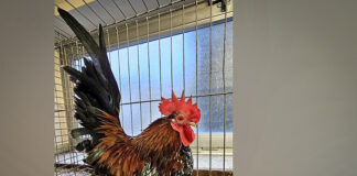 Geflügelzüchter präsentieren ihre Vögel