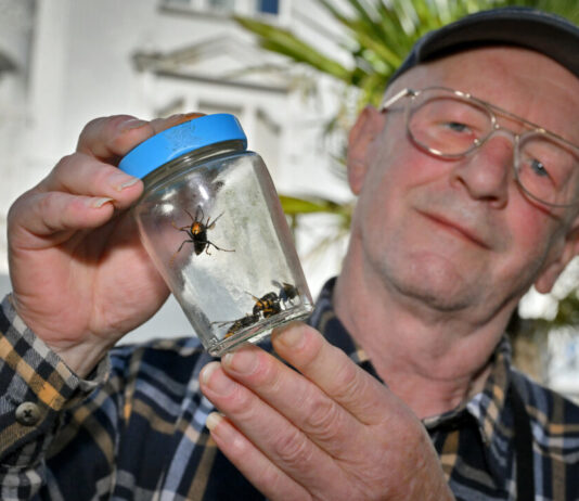 Asiatische Hornissen in Velbert: „Ein Stich brennt wie Feuer“ Der Velberter Josef-Johann Famula hat einige Asiatische Hornisse eingefangen. Foto: Mathias Kehren