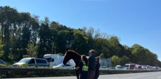 Pferd läuft kilometerweit über die Autobahn Weder das Tier noch Autofahrer wurden verletzt.