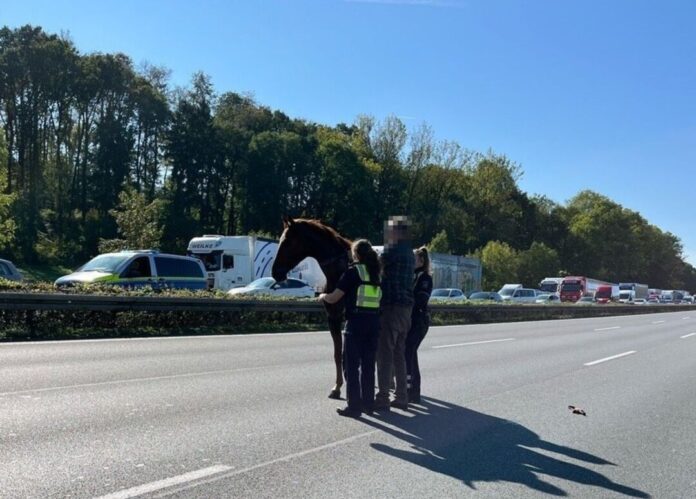 Pferd läuft kilometerweit über Autobahn - bei Oelde gestoppt Weder das Tier noch Autofahrer wurden verletzt.