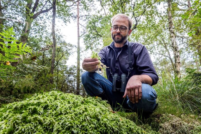 Wie ein Wald wieder Moor wird Wo der Wasserspiegel steigt, gedeiht das Torfmoos - ein wichtiger Torfbildner.