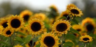 Auf NRW kommen milde Herbsttage zu Für die nächsten Tage wird in NRW mildes Herbstwetter vorausgesagt. (Symbolbild)