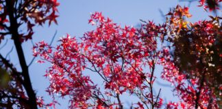 Mildes Herbstwetter in NRW – ab Mittwoch mehr Regen und Wind Auch die neue Woche startet mit sonnigem Herbstwetter.