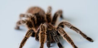Vogelspinne vor Aachener Amt ausgesetzt Der Biss einer Vogelspinne ist schmerzhaft, aber für gesunde Menschen meist nicht tödlich – lebensgefährlich wird das Gift nur für Menschen, die allergisch reagieren. (Symbolbild)
