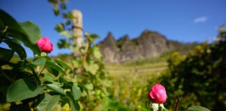 Neue Woche bringt Temperaturen um die 20 Grad Die Menschen in NRW können sich noch einmal auf milde Temperaturen freuen.