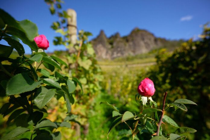 Herbstwetter am Rhein Die Menschen in NRW können sich noch einmal auf milde Temperaturen freuen.