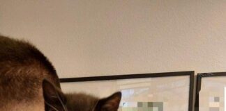 Mann bietet Katzenbabys für 20 Euro oder Döner an Eines der sichergestellten Katzenbabys auf der Schulter eines Polizisten.