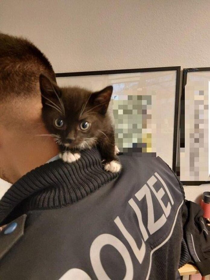 Mann versucht Katzenbabys vor dem Hauptbahnhof zu verkaufen Eines der sichergestellten Katzenbabys auf der Schulter eines Polizisten.