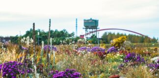 Wochenende der Gartenschauen in NRW Erste Blumen und Beete sind auf dem Gelände der Internationalen Gartenausstellung 2027 (IGA) im Rheinpark Duisburg zu sehen.