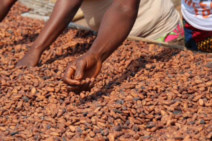 Kakaoanbau in Westafrika Der Gebäckhersteller Lambertz prüft den Aufbau einer Schokoladenfabrik an der Elfenbeinküste. (Symbolfoto)